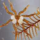 Deniz örümcekleri resmi