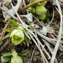 Image of Helleborus dumetorum W. & K. ex Willd.