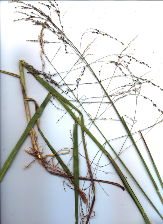 Image of Tall Manna Grass