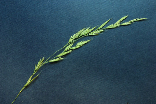 Image of Idaho fescue