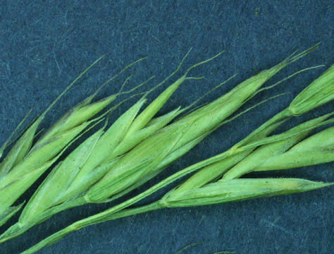 Image of Idaho fescue