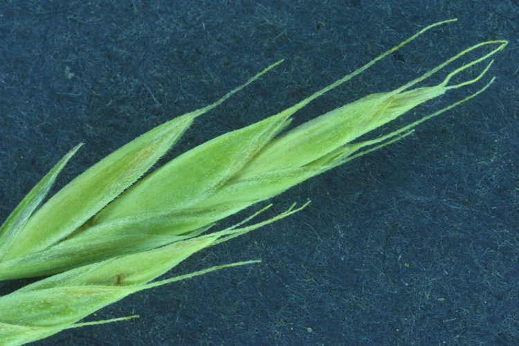 Image de Festuca idahoensis Elmer