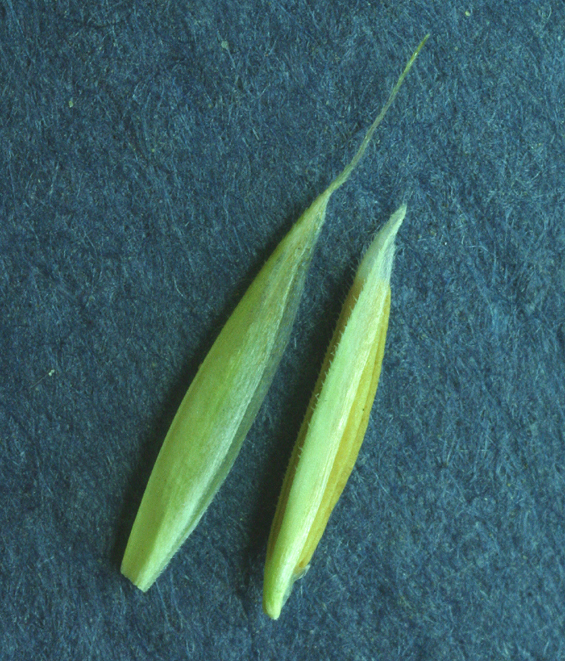 Image of Idaho fescue