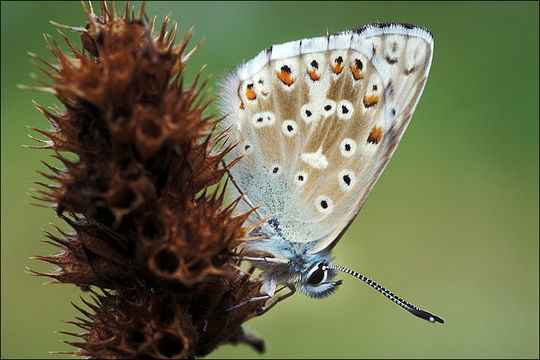 Image of common blue