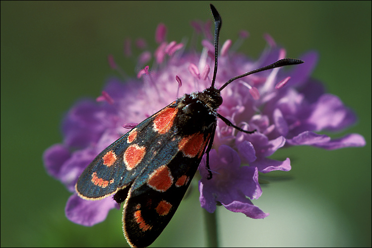 Plancia ëd Zygaena carniolica Scopoli 1763