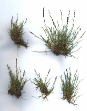 Image of pullup muhly