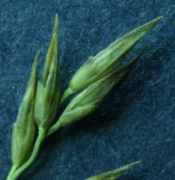 Image of pullup muhly