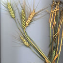 Imagem de Triticum aestivum L.