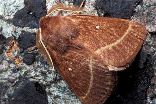 Image of oak eggar