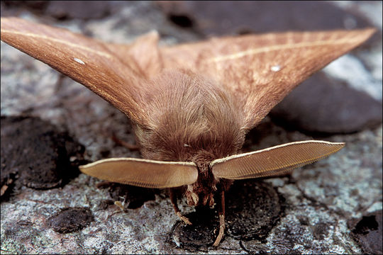 Image of oak eggar