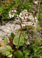 Imagem de Micranthes californica (Greene) Small