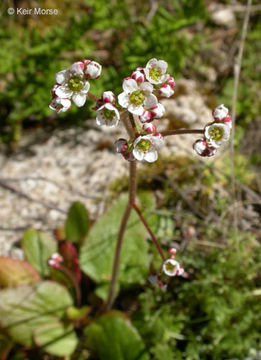 Imagem de Micranthes californica (Greene) Small