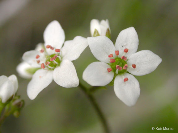 Imagem de Micranthes californica (Greene) Small