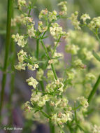 Image of narrowleaf bedstraw