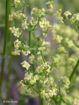 Plancia ëd Galium angustifolium subsp. angustifolium