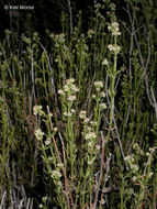 Image of narrowleaf bedstraw