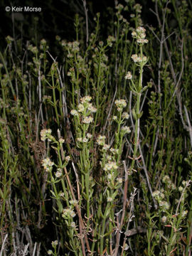 Plancia ëd Galium angustifolium subsp. angustifolium