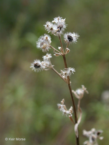 Image of narrowleaf bedstraw