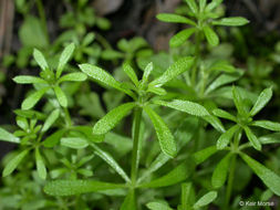 Image of Goosegrass