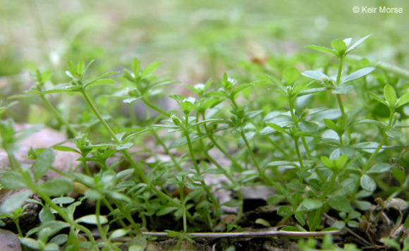 Image of yellow wall bedstraw