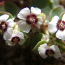 Image de Euphorbia polycarpa Benth.