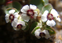 Image de Euphorbia polycarpa Benth.
