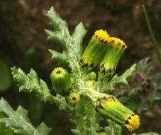 Image of groundsel