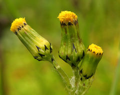 Image of groundsel