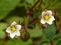 Imagem de Spergula maxima Weihe