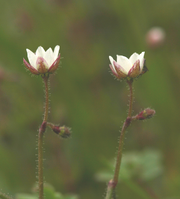 Imagem de Spergula maxima Weihe