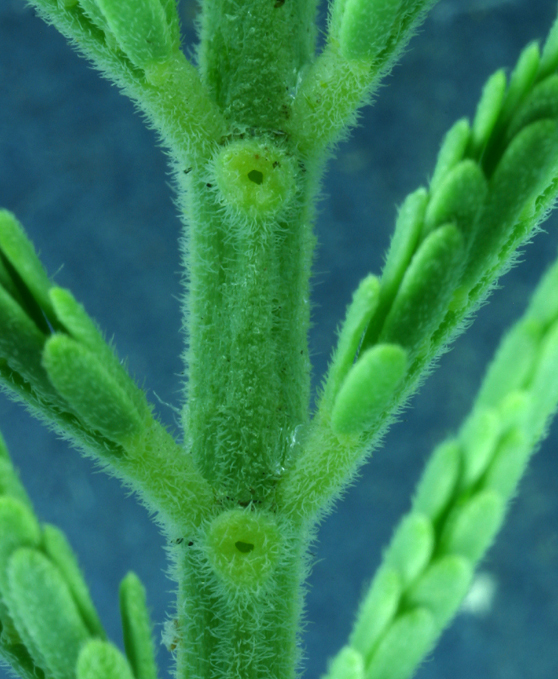 Image of Silver Wattle