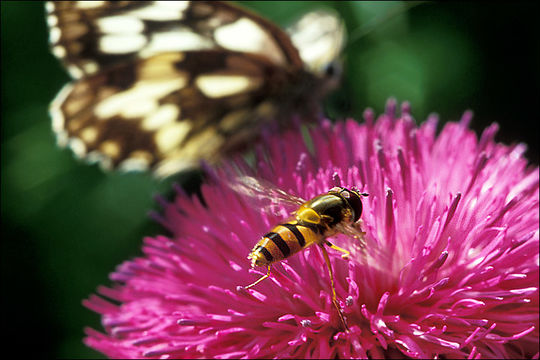 Image of Common Banded Hoverfly