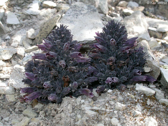 Image of chaparral broomrape