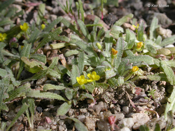 Image de Camissoniopsis micrantha (Hornem. ex Spreng.) W. L. Wagner & Hoch