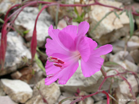 Plancia ëd Clarkia breweri (Gray) Greene