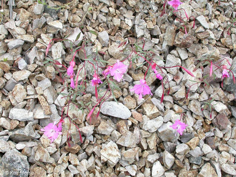 Plancia ëd Clarkia breweri (Gray) Greene