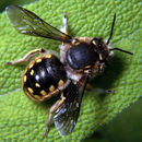 Anthidium Fabricius 1804的圖片