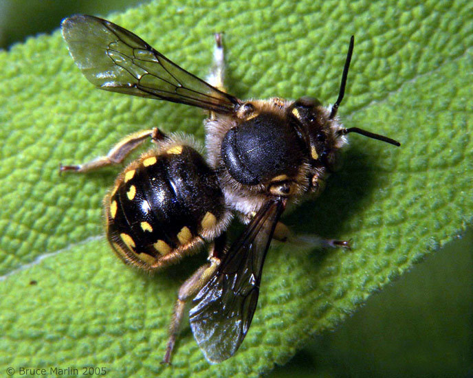 Image of wool-carder bee