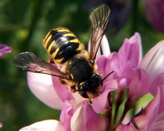 Image of wool-carder bee