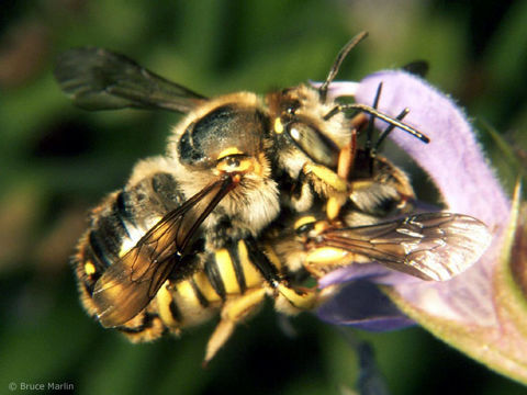 صورة Anthidium manicatum (Linnaeus 1758)