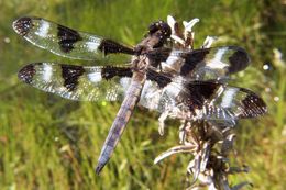 Image of Twelve-spotted skimmer