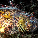 Image of California Scorpionfish