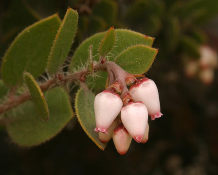 Image of Ione manzanita