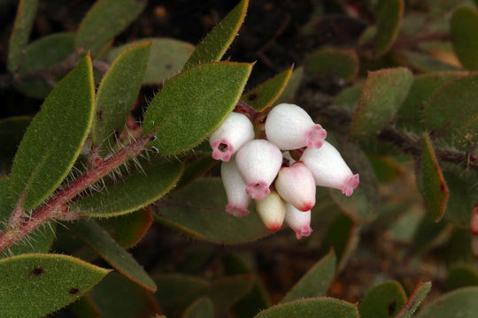 Image of Ione manzanita