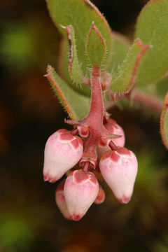 Image of Ione manzanita