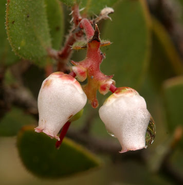 Image of Ione manzanita