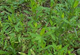 Image of Bellard's smartweed