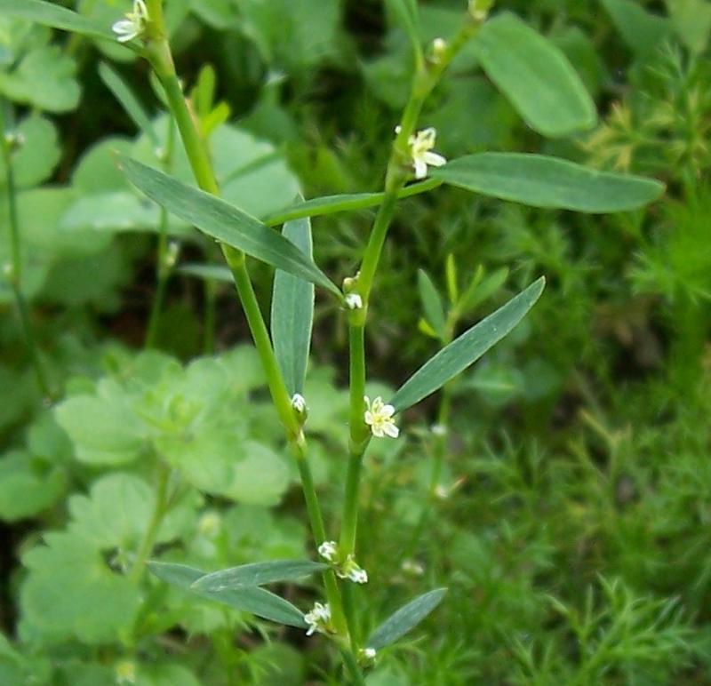 Image of Bellard's smartweed