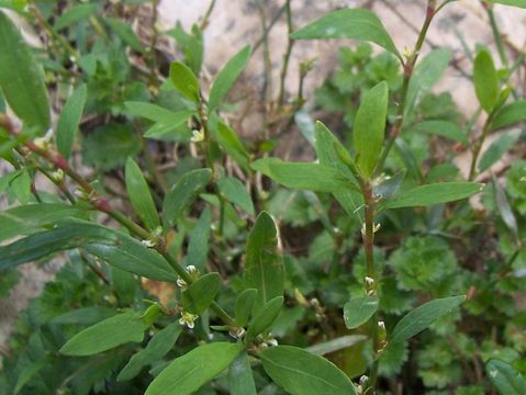 Image of Bellard's smartweed