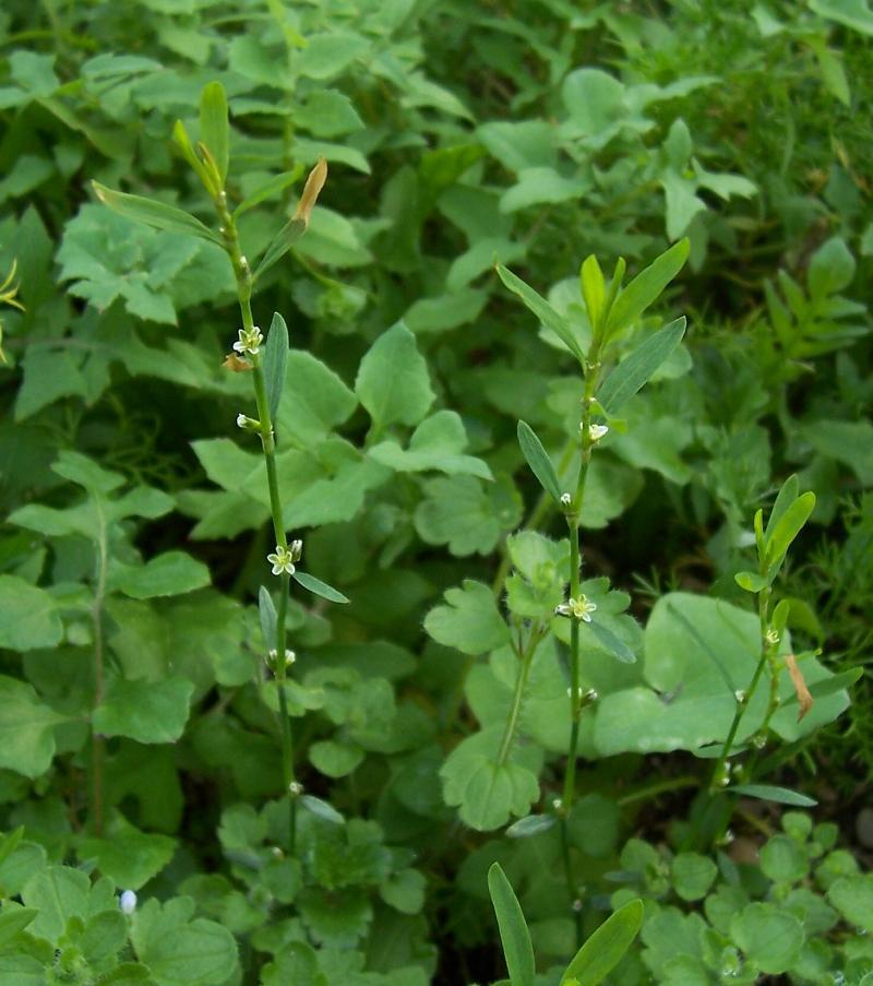 Image of Bellard's smartweed